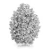 Hackberry Tree (Prunus padus) 2.8m