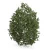 Hackberry Tree (Prunus padus) 2.8m