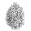 Hackberry Tree (Prunus padus) 2.8m