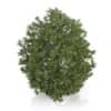 Hackberry Tree (Prunus padus) 2.8m