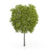 Honey Locust Tree (Gleditsia triacanthos) 11.7m