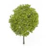 Honey Locust Tree (Gleditsia triacanthos) 11.7m