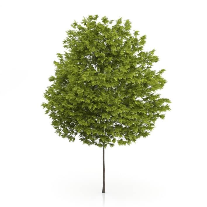 Honey Locust Tree (Gleditsia triacanthos) 10m