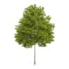 Honey Locust Tree (Gleditsia triacanthos) 10m