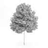Honey Locust Tree (Gleditsia triacanthos) 10m