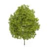 Honey Locust Tree (Gleditsia triacanthos) 10m