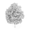 Honey Locust Tree (Gleditsia triacanthos) 10m