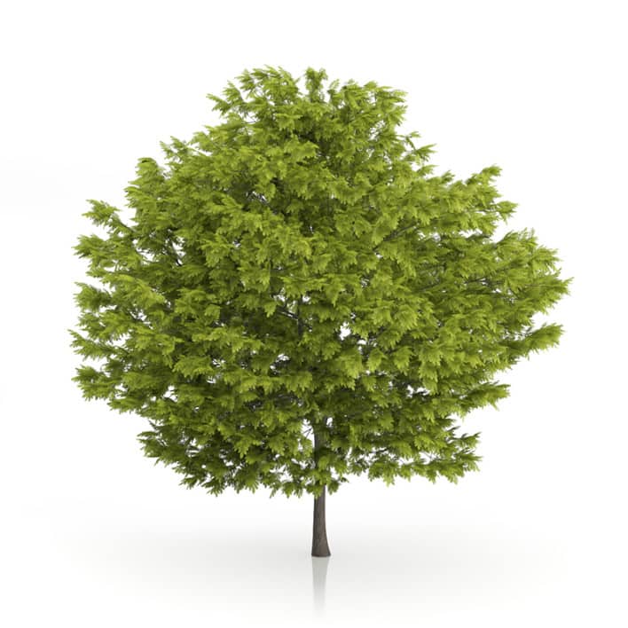 Honey Locust Tree (Gleditsia triacanthos) 5m