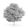 Honey Locust Tree (Gleditsia triacanthos) 5m