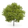 Honey Locust Tree (Gleditsia triacanthos) 5m