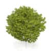 Honey Locust Tree (Gleditsia triacanthos) 5m