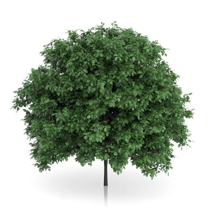 Common Hornbeam Tree (Carpinus betulus) 4.6m