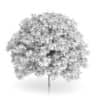 Common Hornbeam Tree (Carpinus betulus) 4.6m