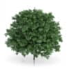 Common Hornbeam Tree (Carpinus betulus) 4.6m