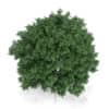 Common Hornbeam Tree (Carpinus betulus) 4.6m