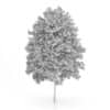 Common Hornbeam Tree (Carpinus betulus) 14.5m
