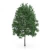 Common Hornbeam Tree (Carpinus betulus) 14.5m