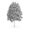 Common Hornbeam Tree (Carpinus betulus) 14.5m