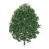 Common Hornbeam Tree (Carpinus betulus) 14.5m