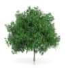 Rowan Tree (Sorbus aucuparia) 3m