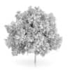 Rowan Tree (Sorbus aucuparia) 3m