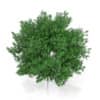 Rowan Tree (Sorbus aucuparia) 3m