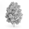 Rowan Tree (Sorbus aucuparia) 7.9m