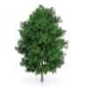 Rowan Tree (Sorbus aucuparia) 7.9m
