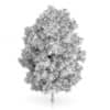 Rowan Tree (Sorbus aucuparia) 7.9m