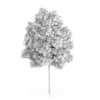 Rowan Tree (Sorbus aucuparia) 6.2m