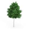 Rowan Tree (Sorbus aucuparia) 6.2m