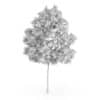 Rowan Tree (Sorbus aucuparia) 6.2m