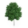 Rowan Tree (Sorbus aucuparia) 6.2m