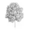 Rowan Tree (Sorbus aucuparia) 6.2m