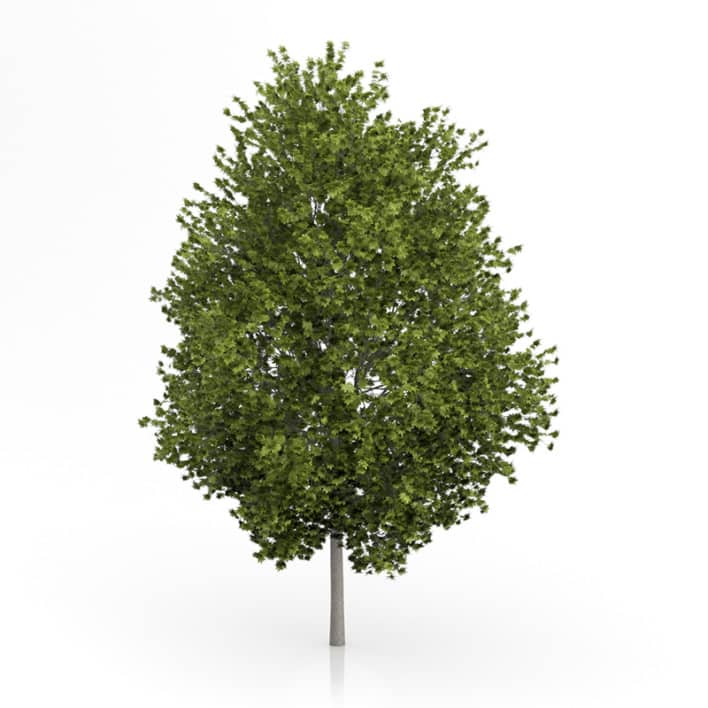 Norway Maple Tree (Acer platanoides) 4.5m