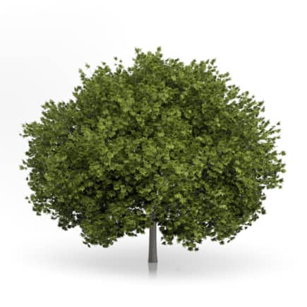 Norway Maple Tree (Acer platanoides) 6.7m