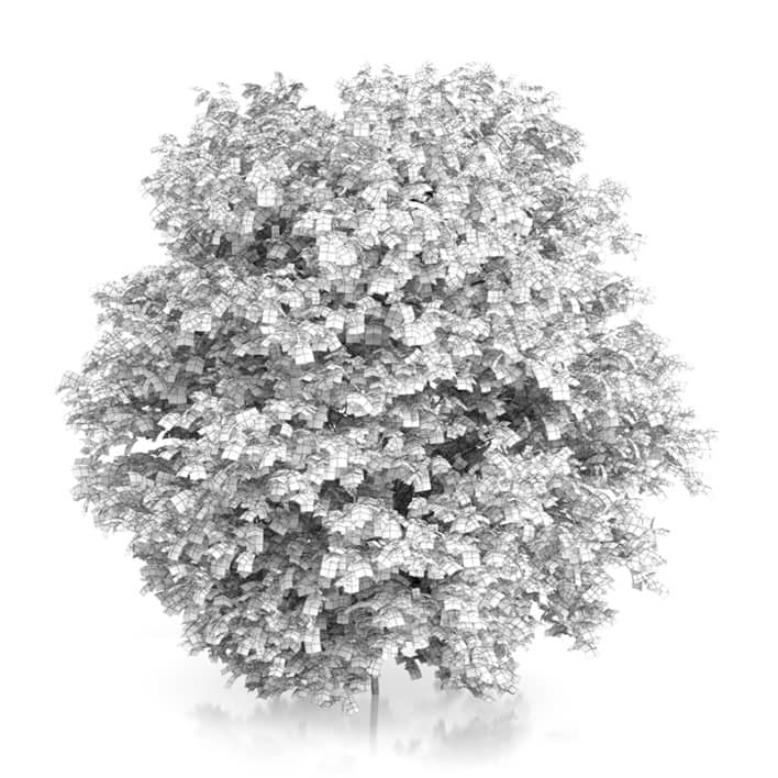 Common Hazel Tree (Corylus avellana) 4.2m