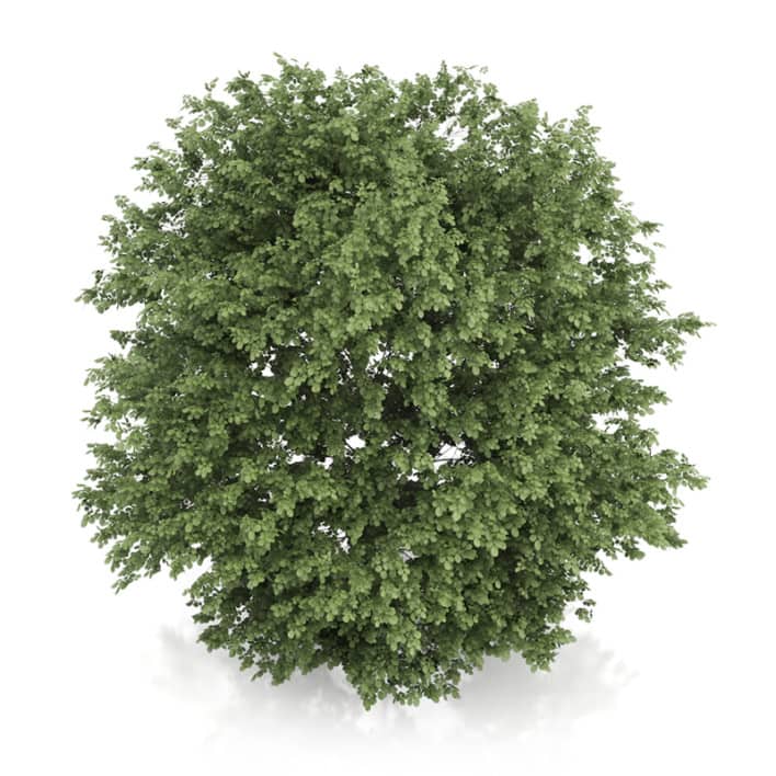 Common Hazel Tree (Corylus avellana) 4.2m