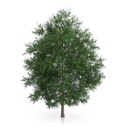 Large-leaved Lime Tree (Tilia platyphyllos) 5.6m