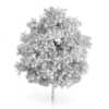 Large-leaved Lime Tree (Tilia platyphyllos) 7.2m