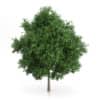 Large-leaved Lime Tree (Tilia platyphyllos) 7.2m