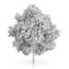 Large-leaved Lime Tree (Tilia platyphyllos) 7.2m