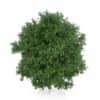 Large-leaved Lime Tree (Tilia platyphyllos) 7.2m