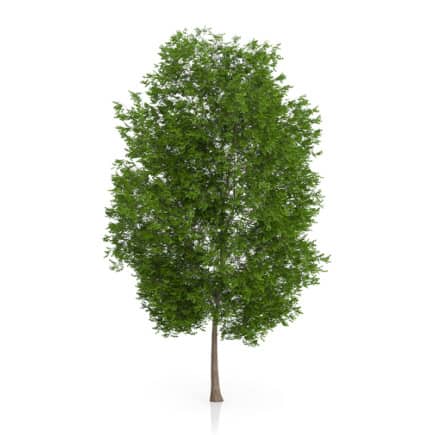 Maidenhair Tree (Ginkgo biloba) 10.3m
