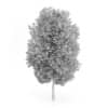 Maidenhair Tree (Ginkgo biloba) 10.3m