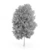 Maidenhair Tree (Ginkgo biloba) 10.3m