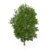 Maidenhair Tree (Ginkgo biloba) 10.3m