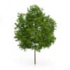 Maidenhair Tree
