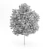 Maidenhair Tree