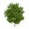 Maidenhair Tree